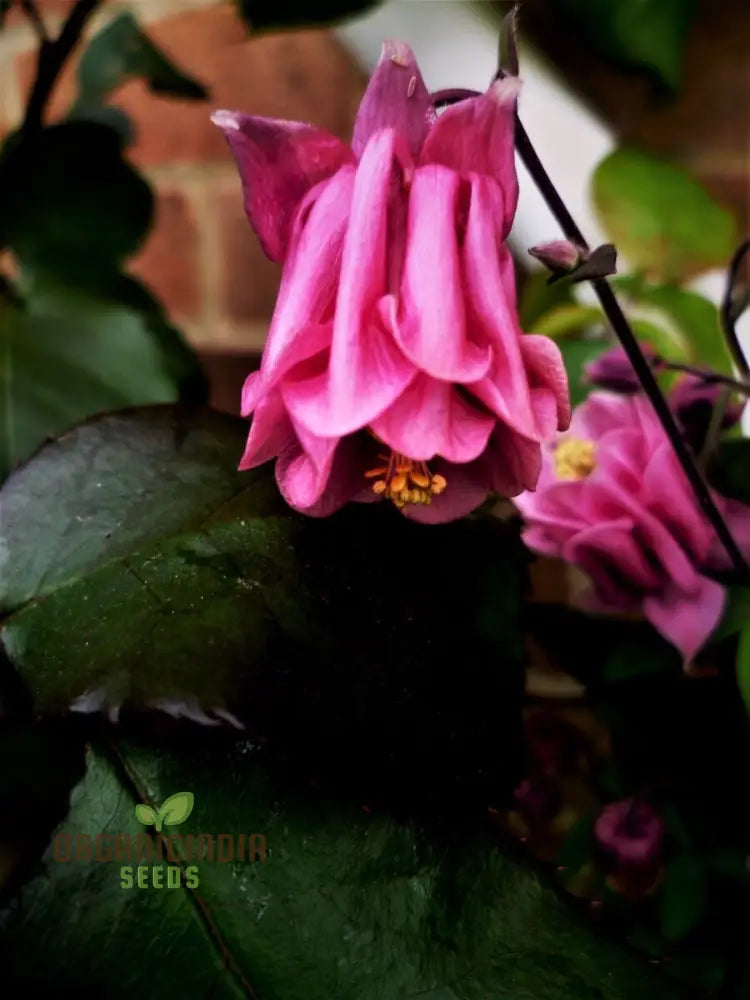 Aquilegia Vulgaris â€™Burnished Roseâ€™ Seeds For Gardening - Premium Quality Beautiful Blooms