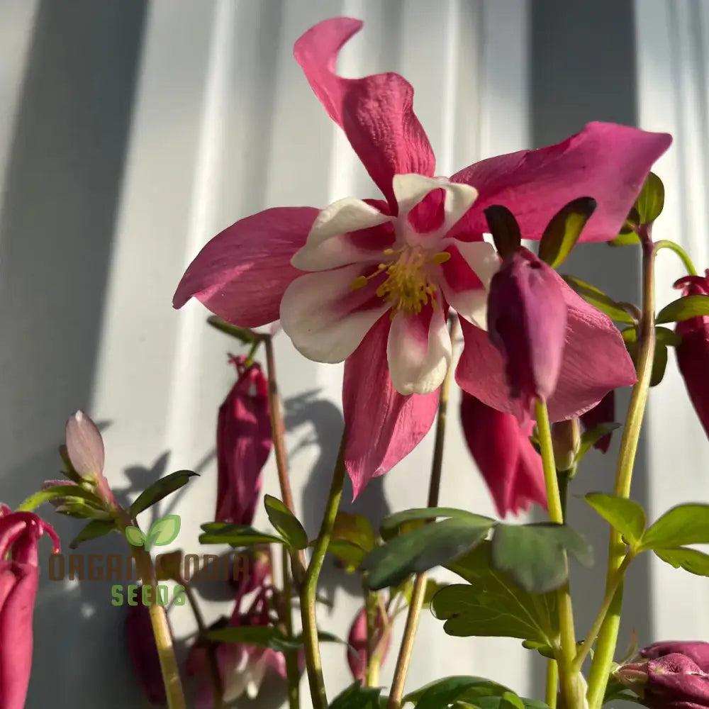 Aquilegia Vulgaris â€™Burnished Roseâ€™ Seeds For Gardening - Premium Quality Beautiful Blooms