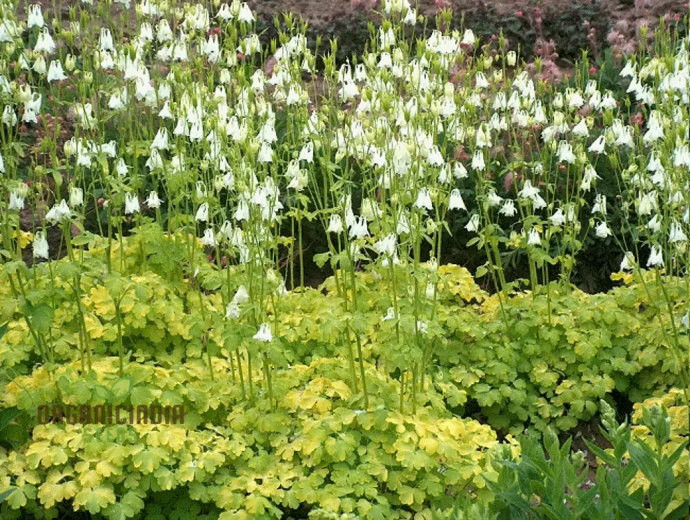 Aquilegia Vulgaris Mellow Yellow Shades Seeds for Perennial Gardening