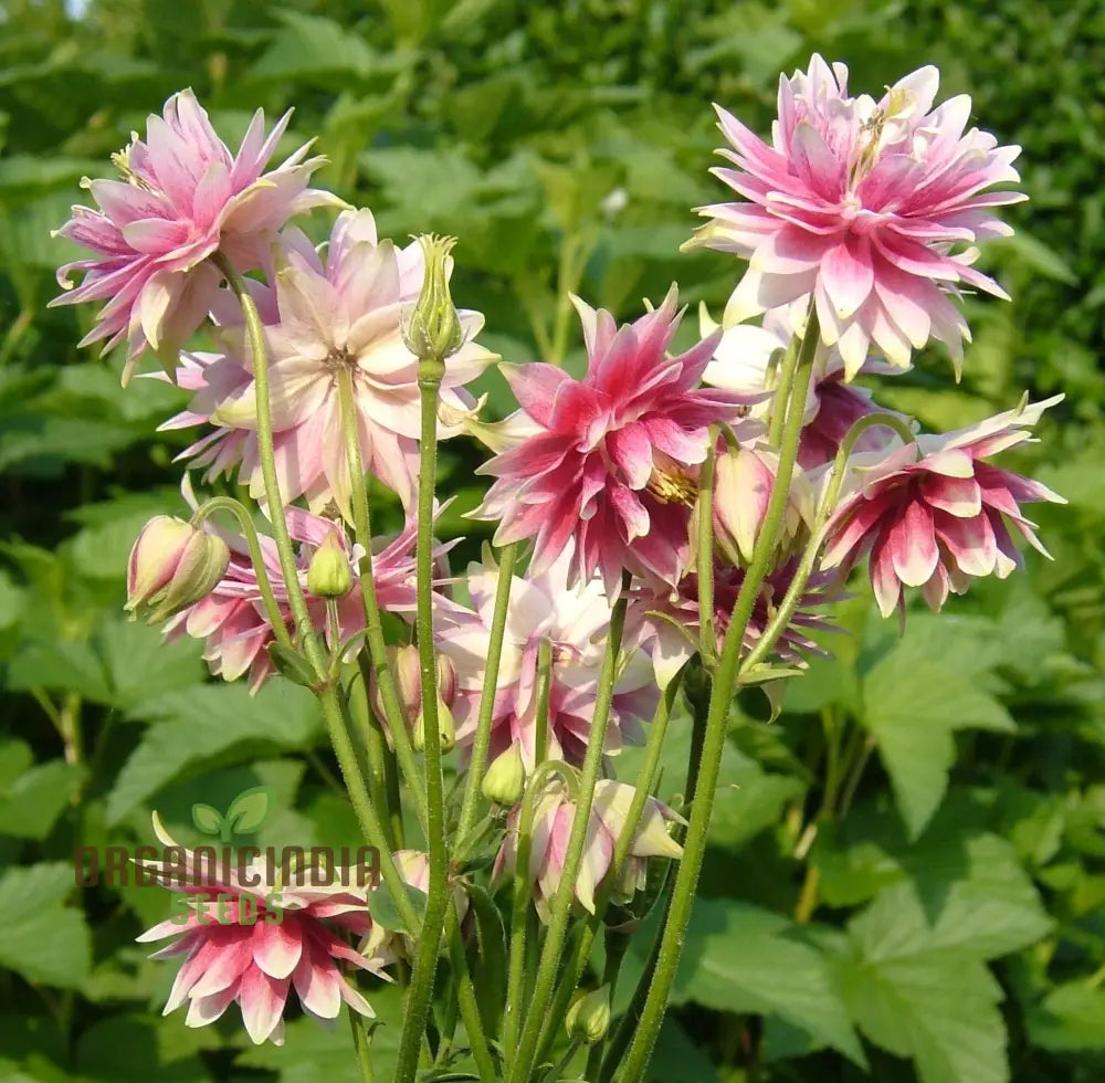 Aquilegia Vulgaris â€™Nora Barlowâ€™ Seeds - Gardening Rare Perennial Flower Easy To Grow