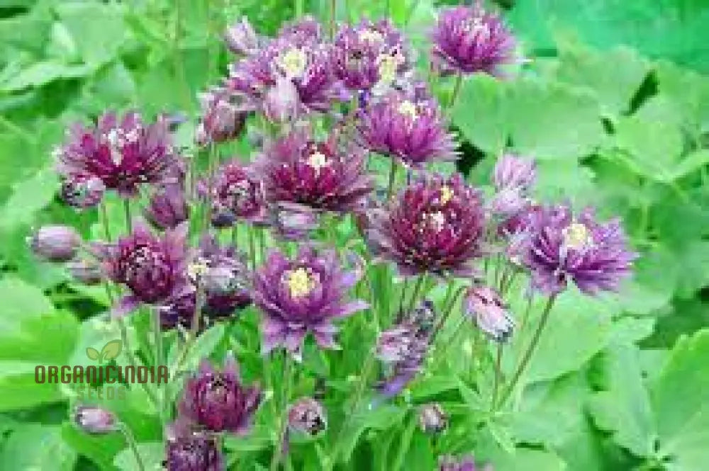 Aquilegia Vulgaris â€™Royal Purpleâ€™ Seeds - Gardening Perennials For Beautiful Spring Blooms