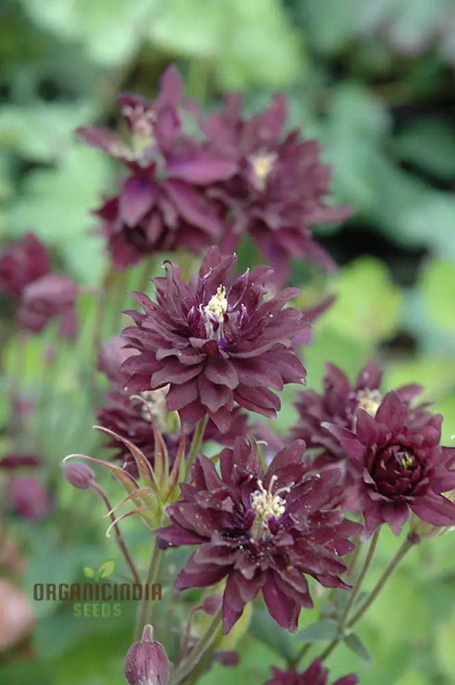 Aquilegia Vulgaris â€™Royal Purpleâ€™ Seeds - Gardening Perennials For Beautiful Spring Blooms