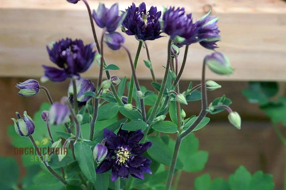Aquilegia Vulgaris â€™Royal Purpleâ€™ Seeds - Gardening Perennials For Beautiful Spring Blooms