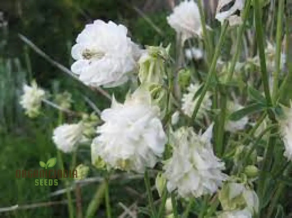 Aquilegia Vulgaris â€™Snowballsâ€™ Seeds - Premium Gardening Perennials For Beautiful White Flowers