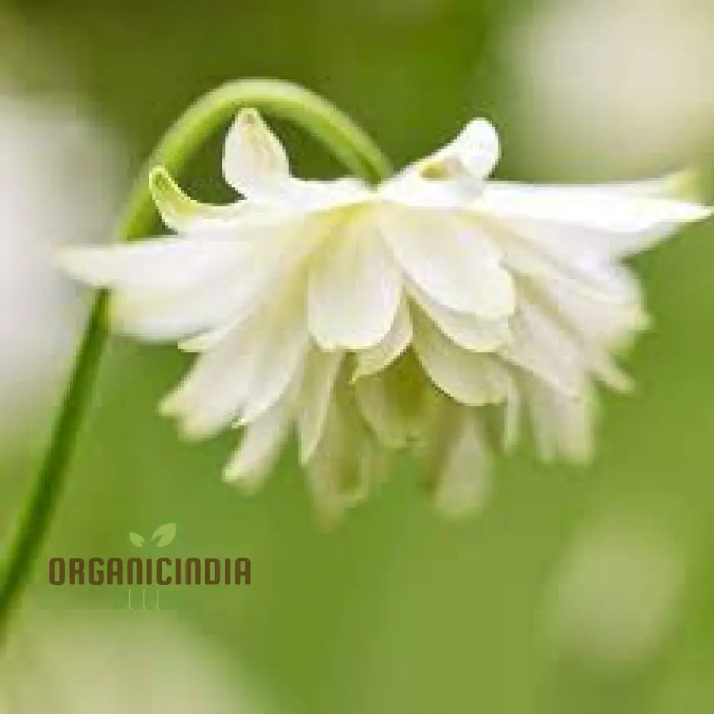 Aquilegia Vulgaris â€™Snowballsâ€™ Seeds - Premium Gardening Perennials For Beautiful White Flowers