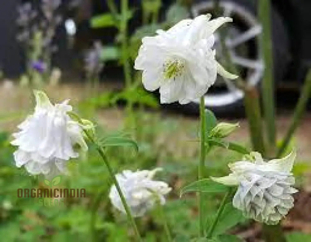 Aquilegia Vulgaris â€™Snowballsâ€™ Seeds - Premium Gardening Perennials For Beautiful White Flowers