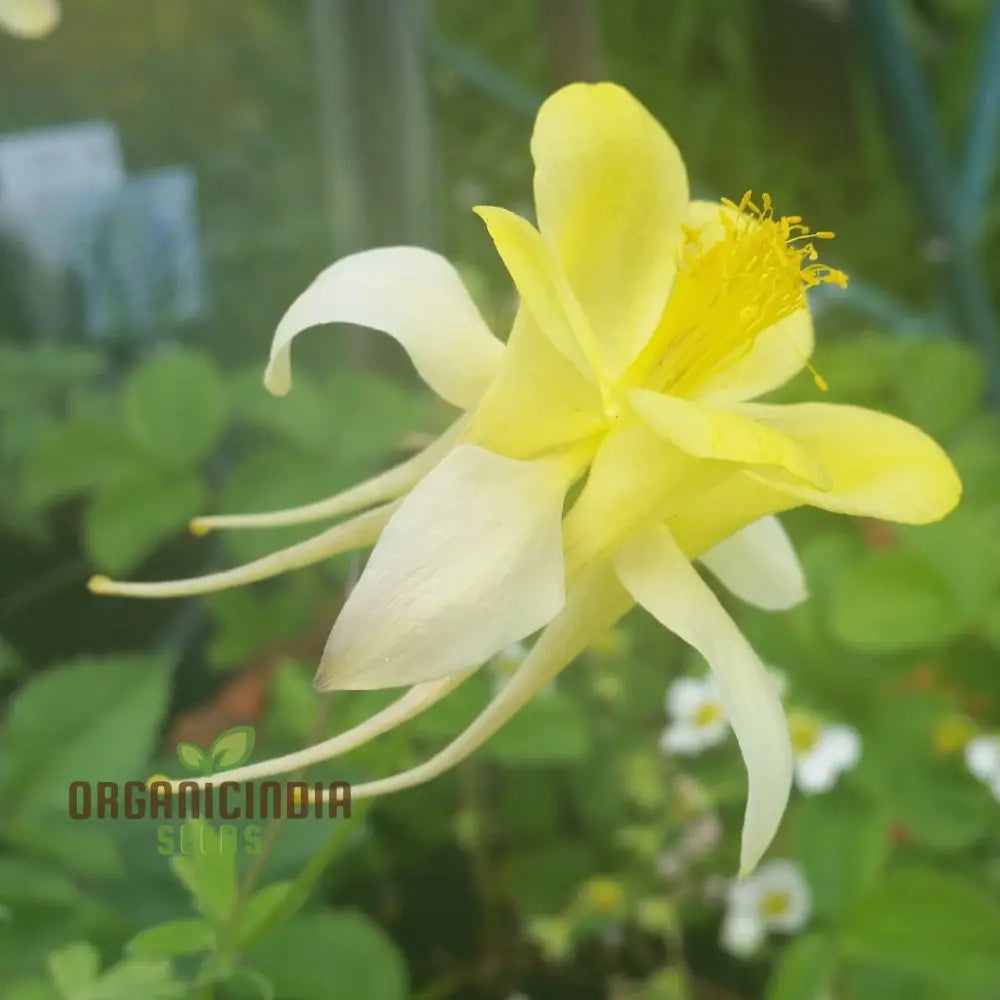 Aquilegia Vulgaris â€™Sunbeamsâ€™ Seeds - Premium Gardening Beautiful Perennial Flowers For Your Garden