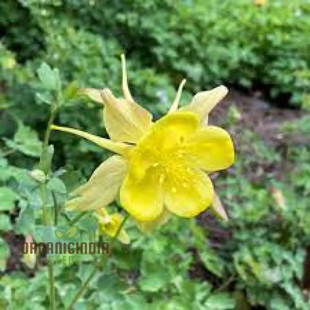 Aquilegia Vulgaris â€™Sunbeamsâ€™ Seeds - Premium Gardening Beautiful Perennial Flowers For Your Garden