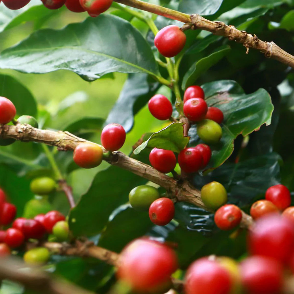 Arabican Coffee Bean Ripe Seed. Robusta Coffee Bean Crop Closeup