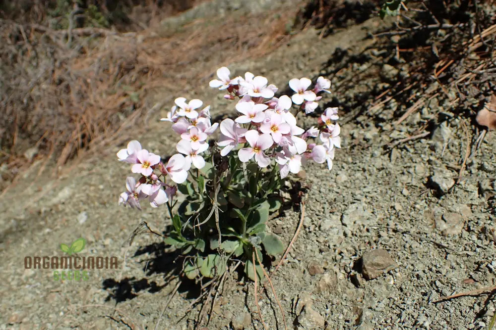 Arabis Purpurea For Planting: Exquisite Purple Rock Cress For Your Enchanting Garden Oasis - Shop