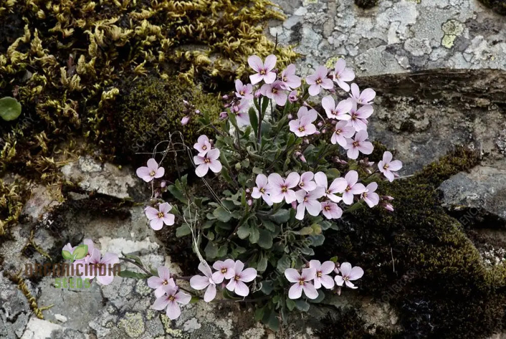 Arabis Purpurea For Planting: Exquisite Purple Rock Cress For Your Enchanting Garden Oasis - Shop