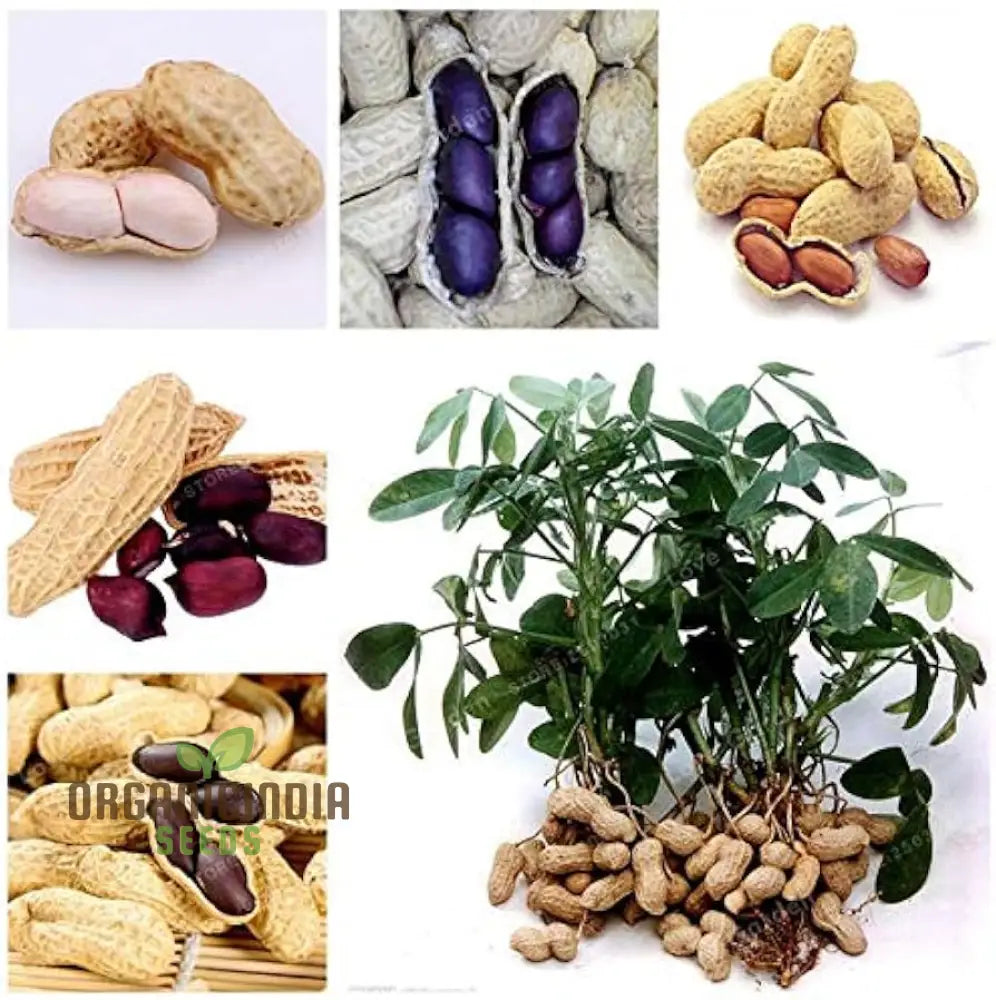 Bonsai Peanut Plant Growing in Container from Heirloom Seeds