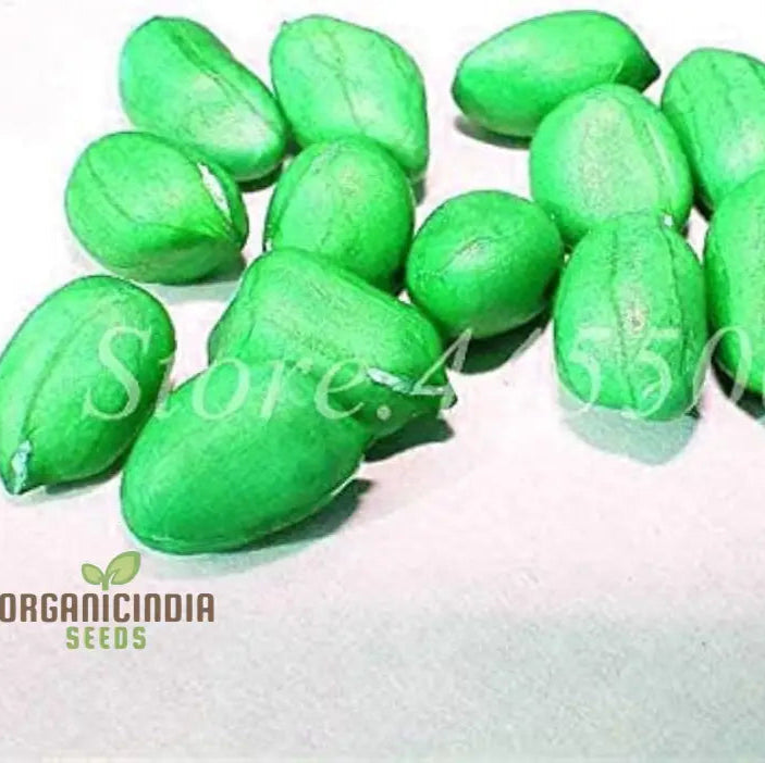 Arachis Hypogaea Bonsai Seeds - Rare Heirloom (100 Pcs) Vegetable