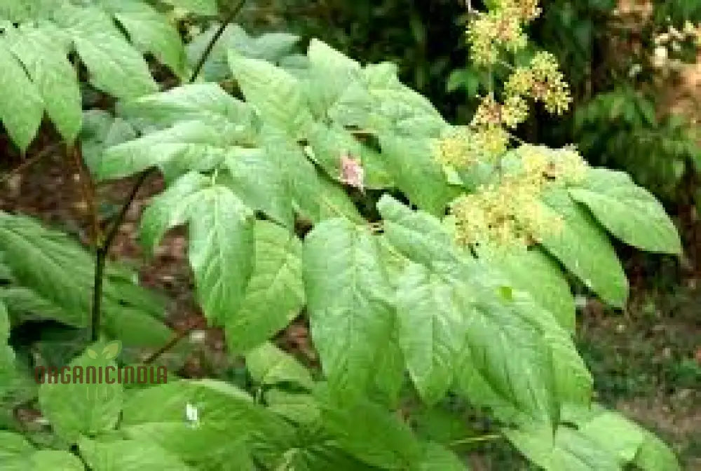 Aralia Cachemirica Seeds For Planting: Rare Botanical Marvel For Your Garden Oasis - Shop Now!â€™