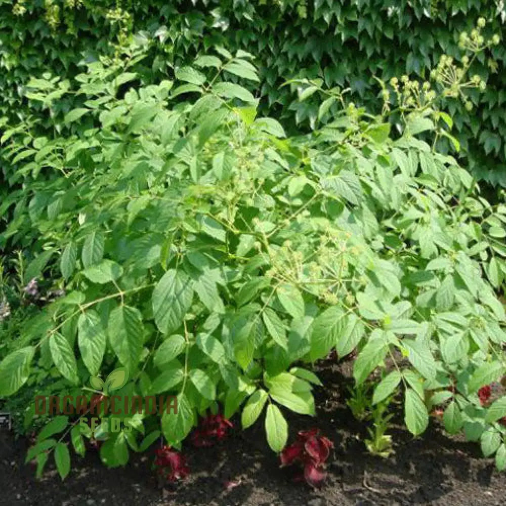 Aralia Cachemirica Seeds For Planting: Rare Botanical Marvel For Your Garden Oasis - Shop Now!â€™