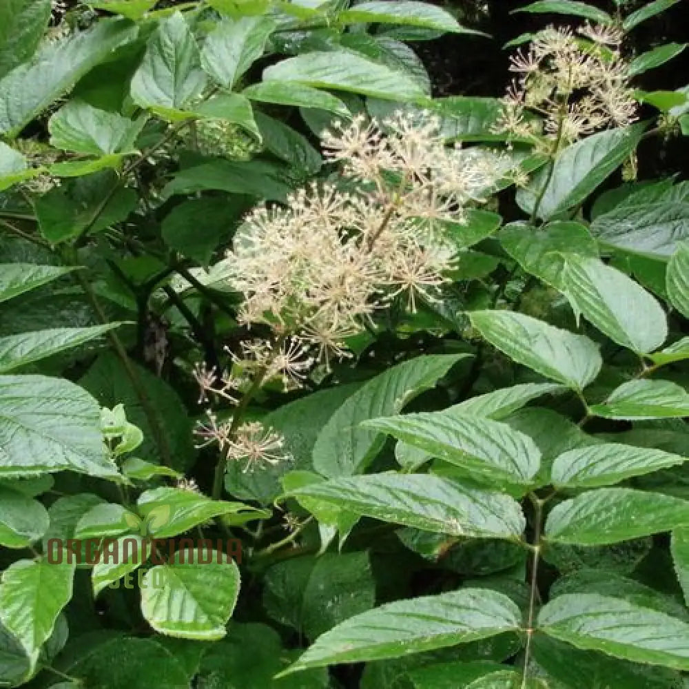 Aralia Cachemirica Seeds For Planting: Rare Botanical Marvel For Your Garden Oasis - Shop Now!â€™