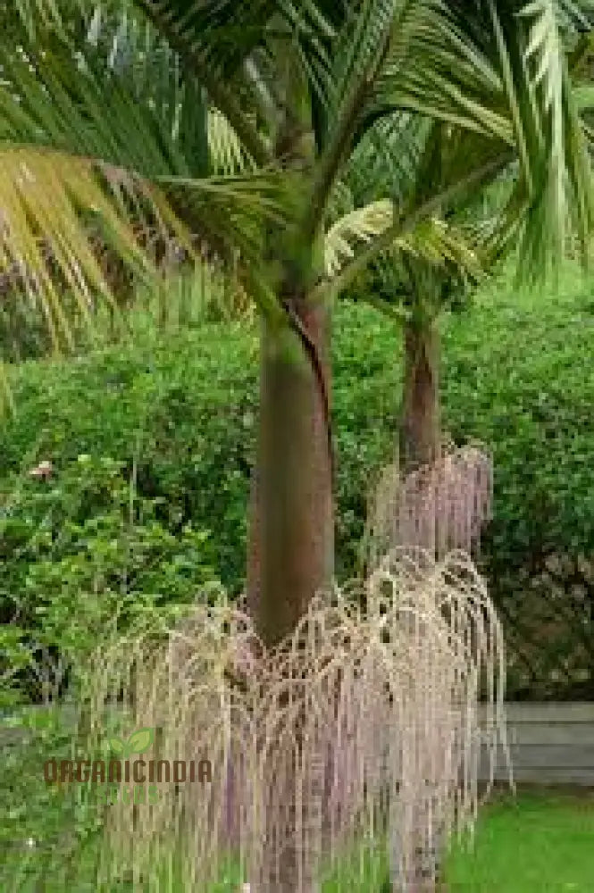 Archontophoenix Cunninghamiana Seeds For Planting: Grace Your Garden With Majestic King Palmsâ€™