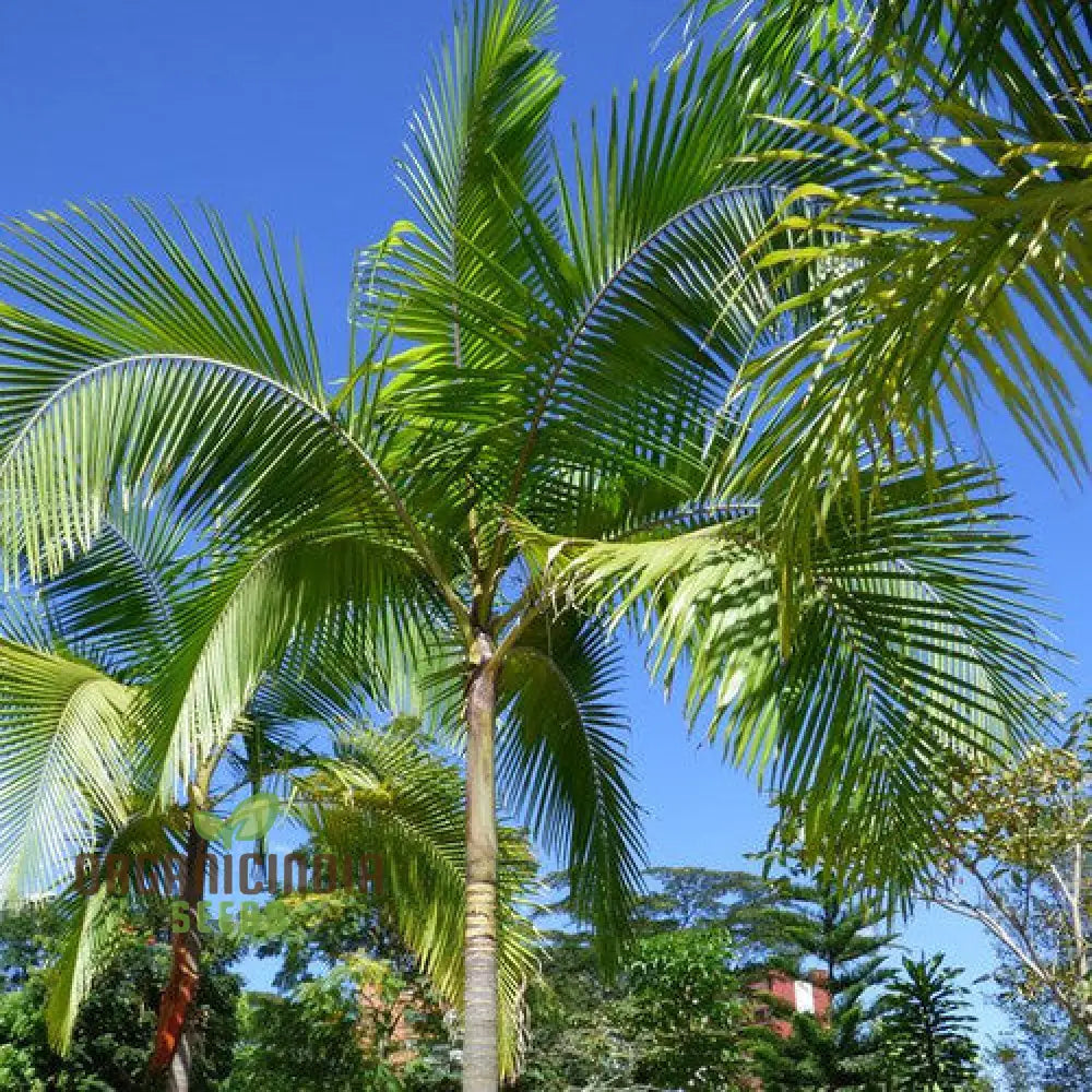 Archontophoenix Cunninghamiana Seeds For Planting: Grace Your Garden With Majestic King Palmsâ€™