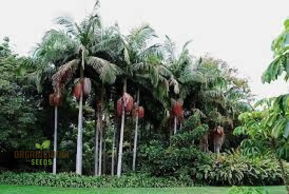 Archontophoenix Cunninghamiana Seeds For Planting: Grace Your Garden With Majestic King Palmsâ€™