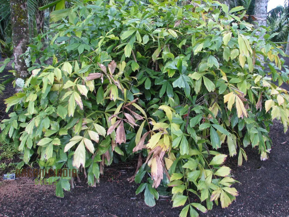 Arenga Caudata Seeds For Planting: Exquisite Gardening Delights For Discerning Enthusiastsâ€™