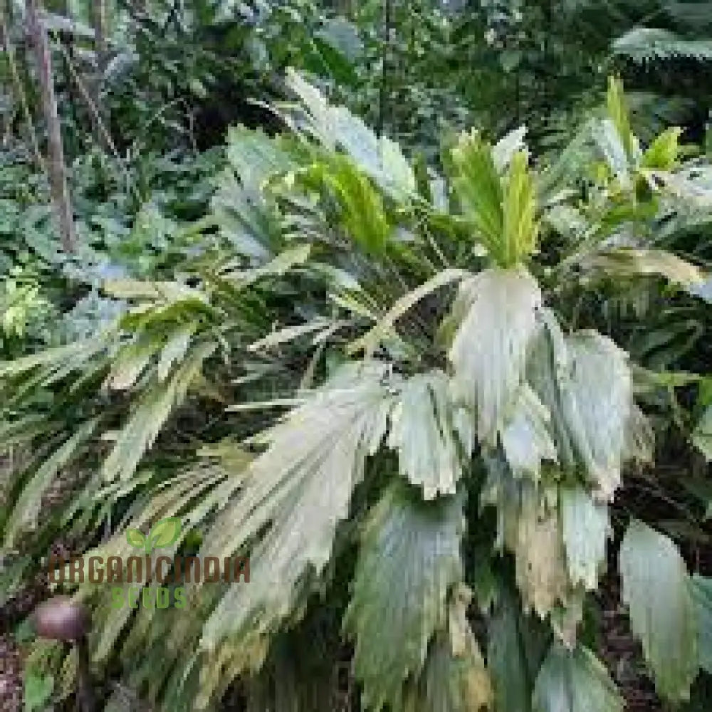 Arenga Caudata Seeds For Planting: Exquisite Gardening Delights For Discerning Enthusiastsâ€™