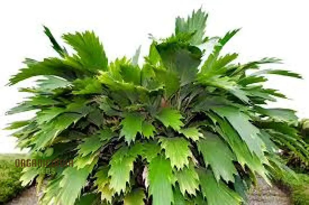 Arenga Caudata Seeds For Planting: Exquisite Gardening Delights For Discerning Enthusiastsâ€™