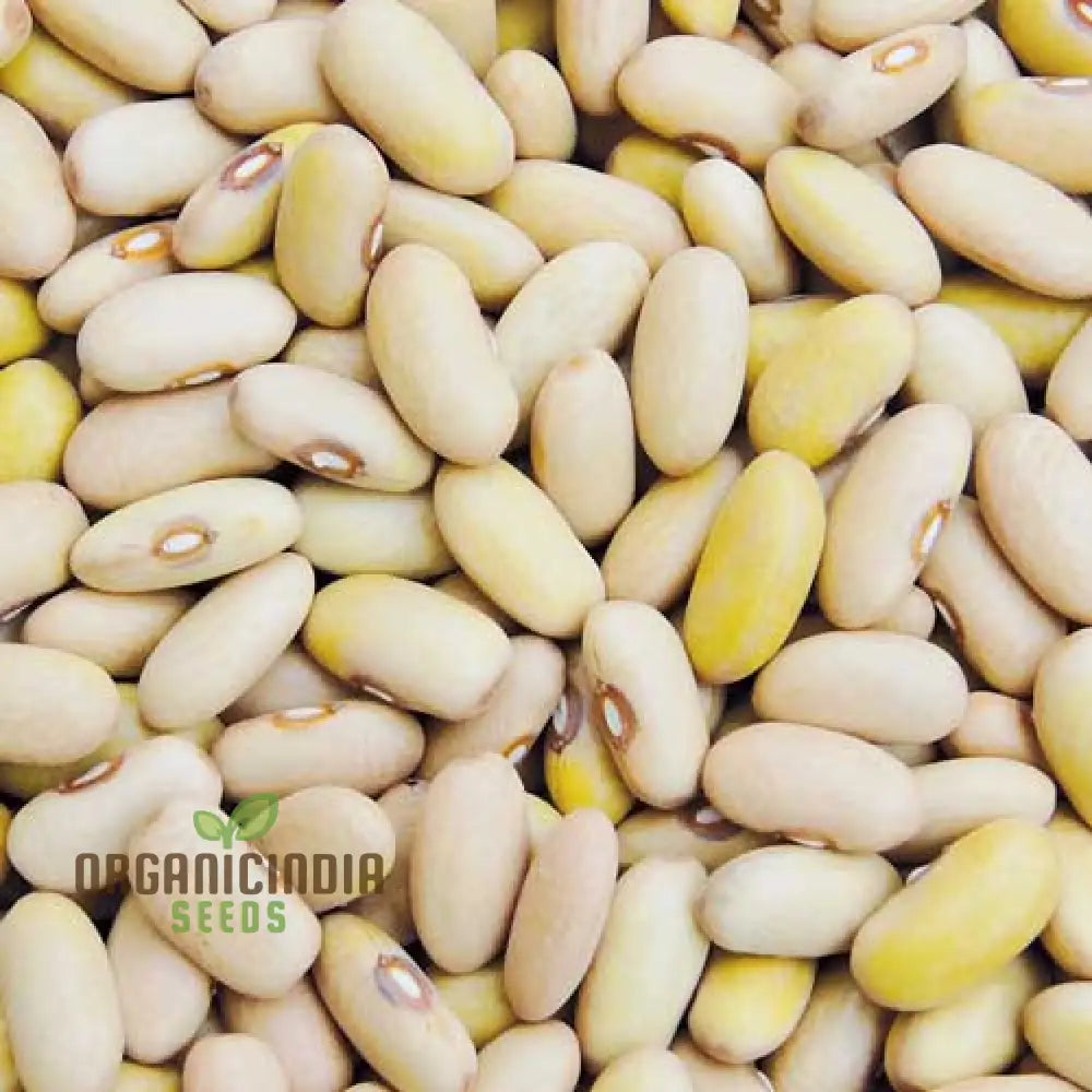 Arikara Yellow Bean Seeds For Planting - Heirloom Gardening Delight For Abundant Harvestsâ€™