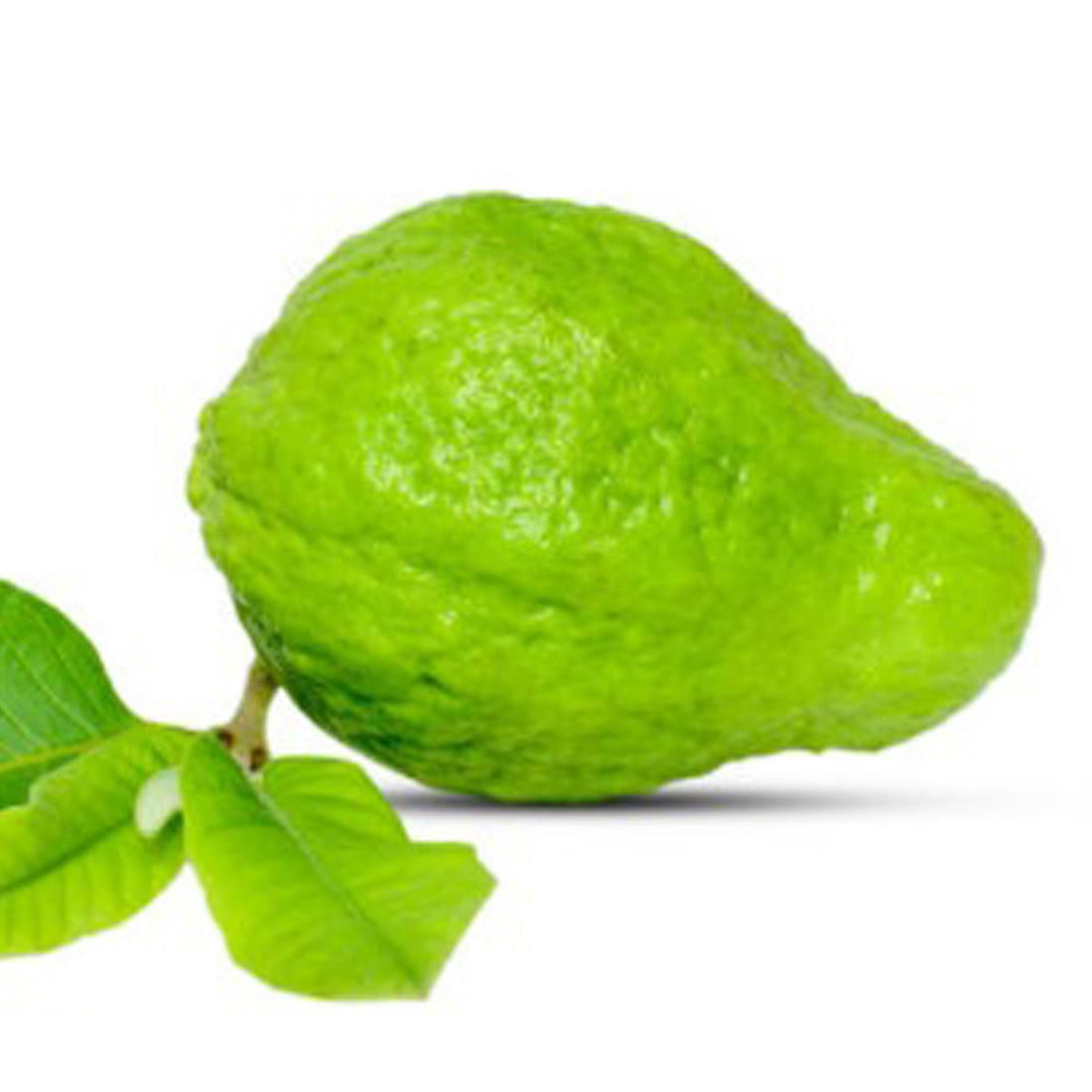 Arka Mridula Guava seeds for planting in home garden