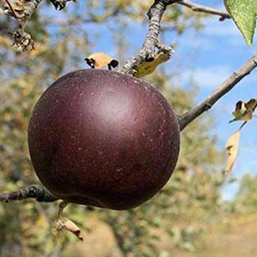 Arkansas Black apple seeds for planting crisp sweet heirloom apples