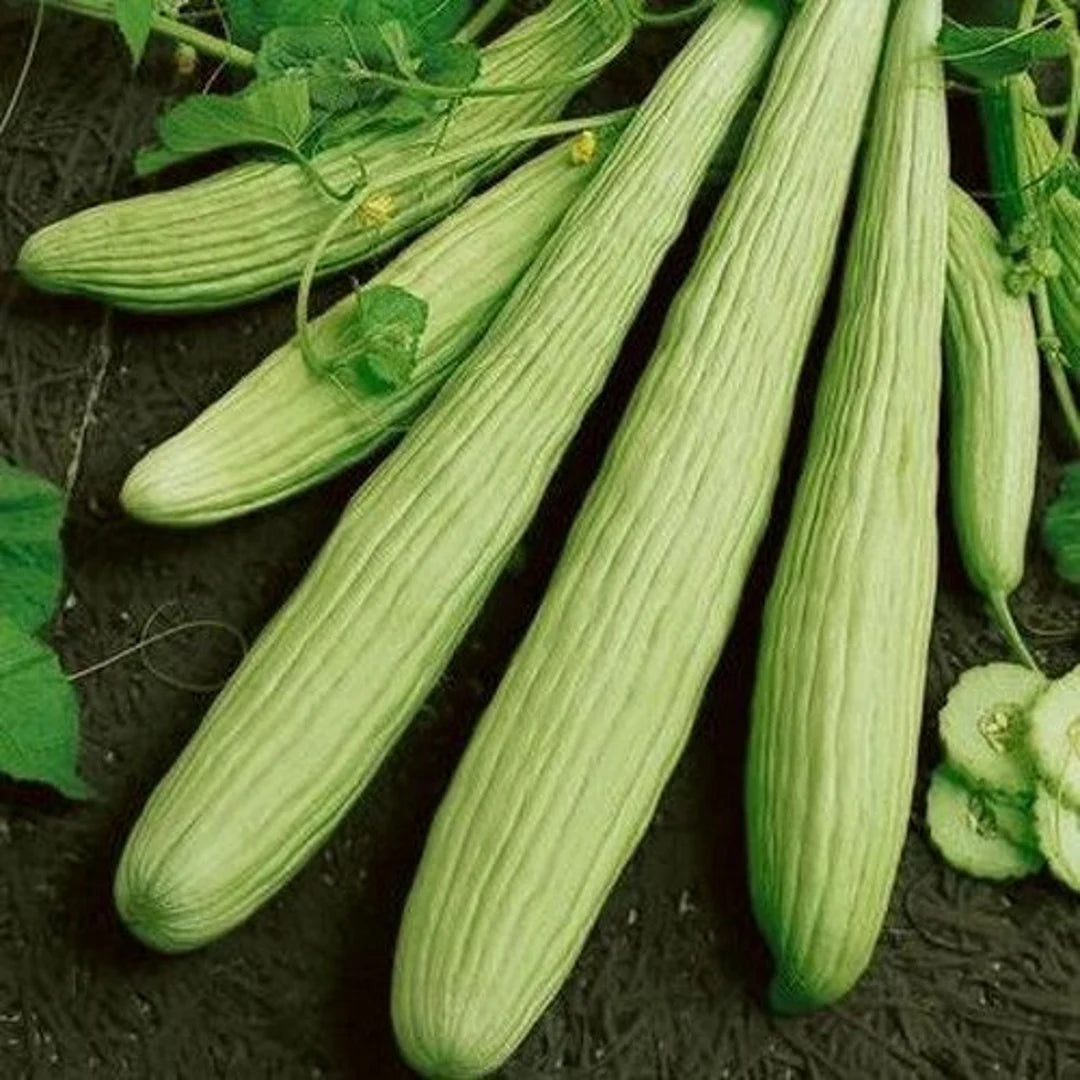 Armenian Cucumber Seedling in Garden, Easy-to-Grow Heirloom Seeds