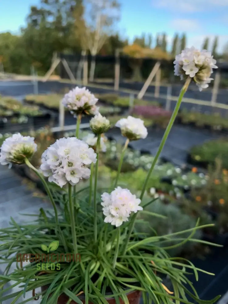 Armeria Maritima â€™Morning Star Whiteâ€™ Seeds For Planting- Elegant Coastal Thrift For Your