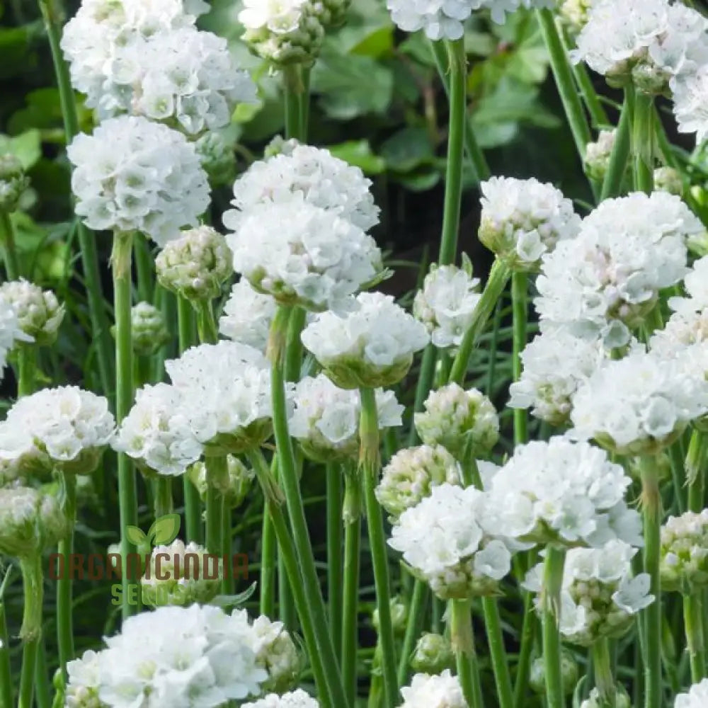 Armeria Maritima Morning Star White Flower Seeds for Garden Planting