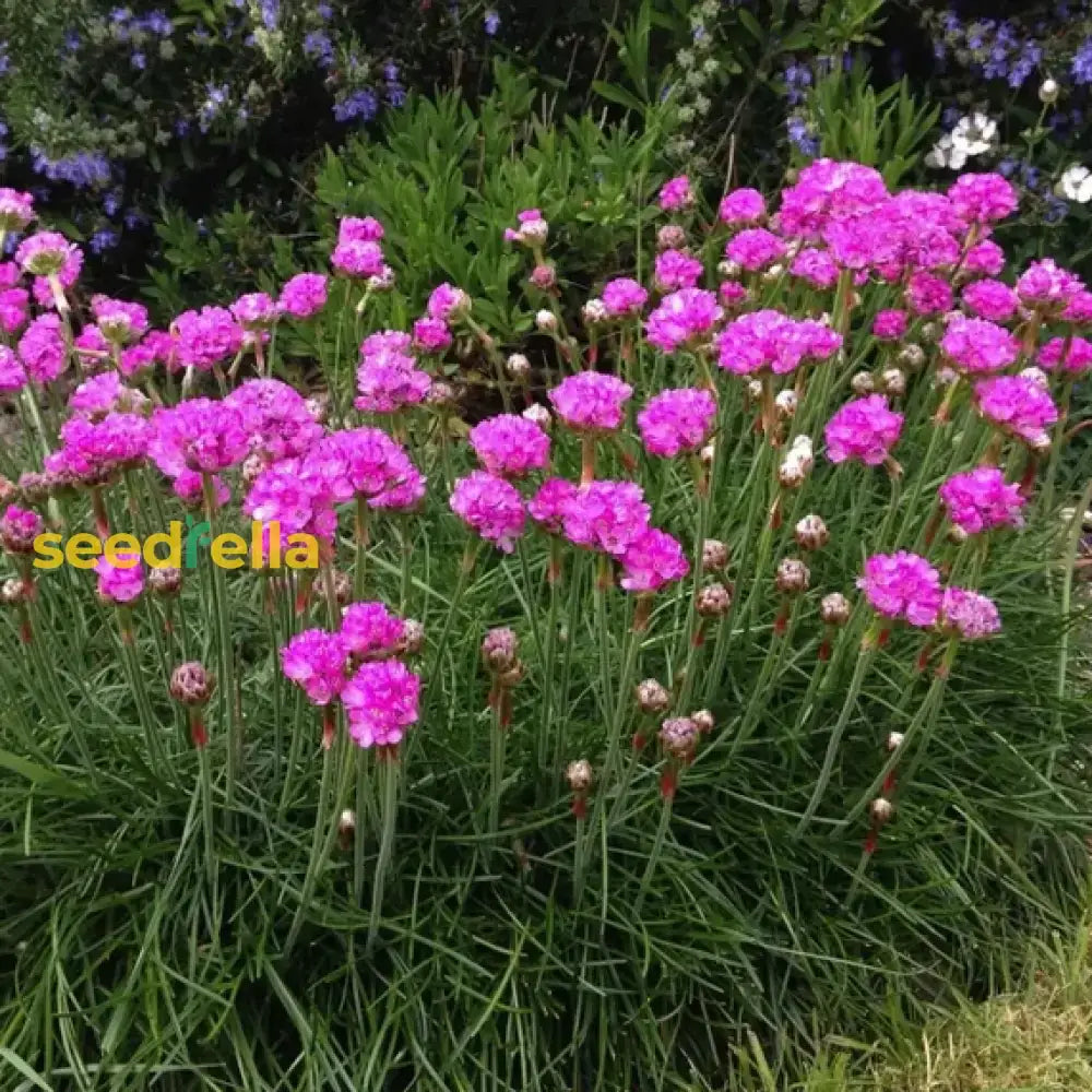 Armeria Maritima Seeds for Rock Garden and Landscaping