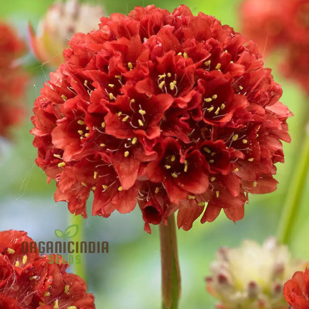 Armeria pseudarmeria red seeds hardy perennial flowers