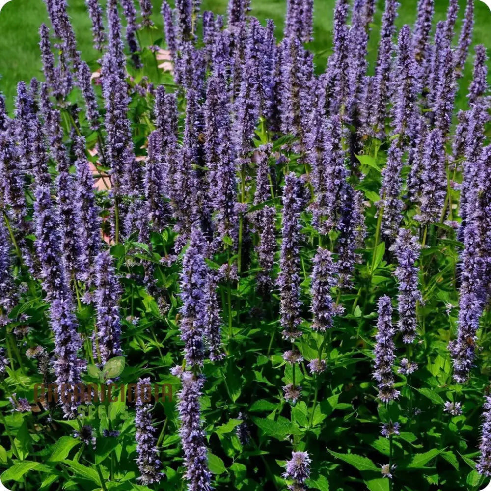 Aromatic Lavender Hyssop Herb Leaves Close Up