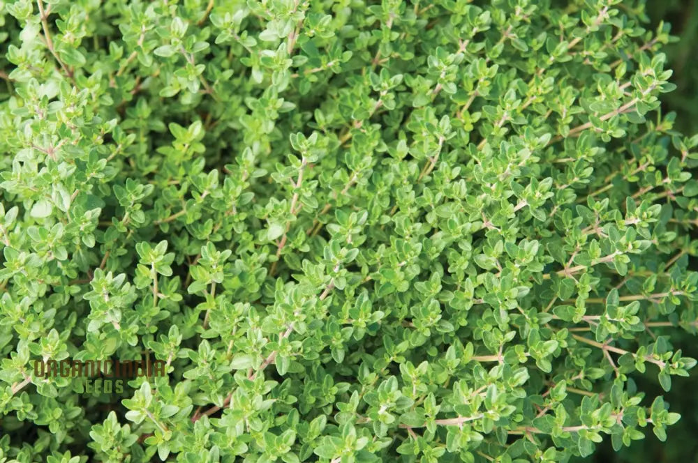 Aromatic Thyme Herb Seeds for Garden and Kitchen Use