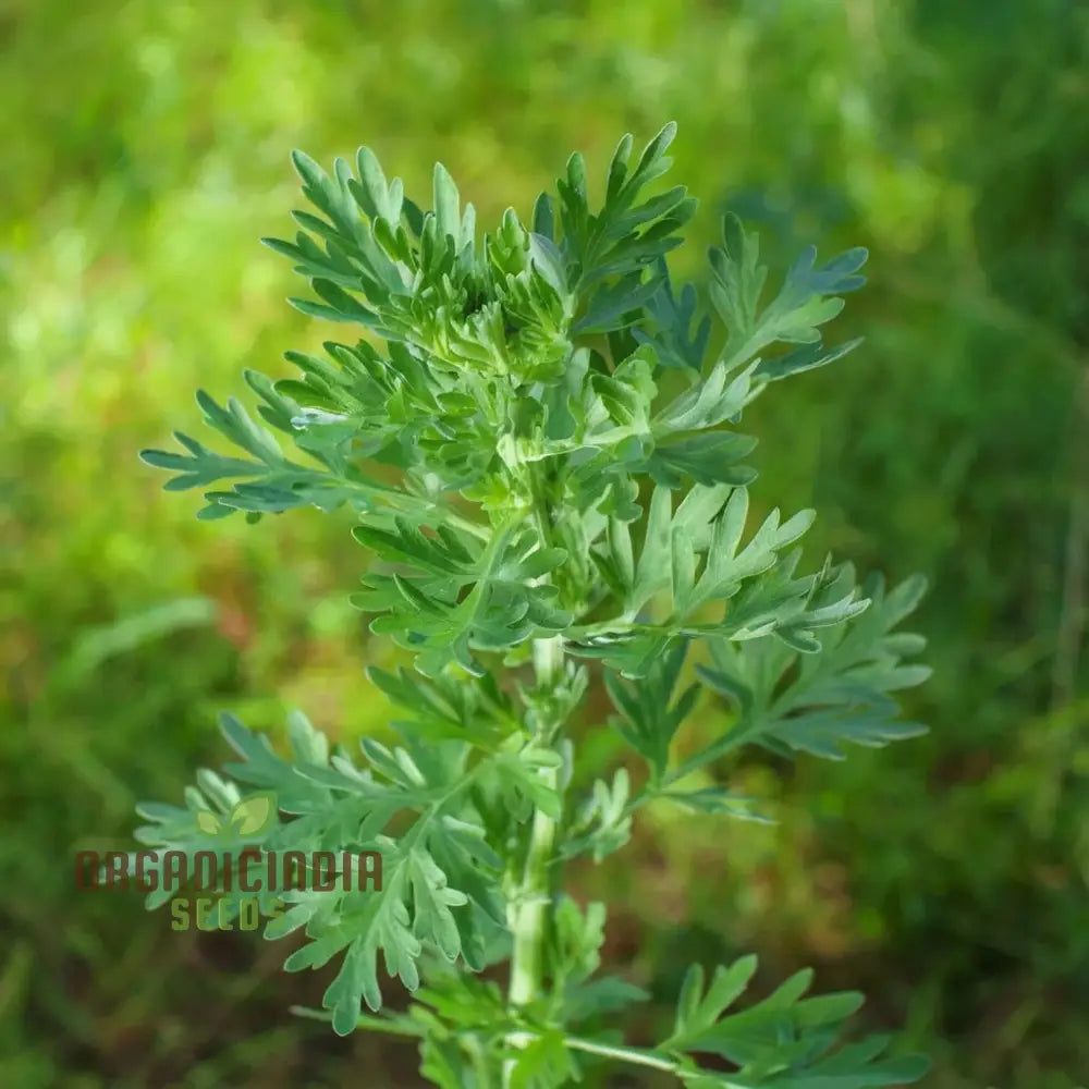 Aromatic Wormwood Seeds Non-GMO for Herbal and Ornamental Gardens