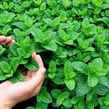 Fresh Aromatic Mint Seeds Heirloom Herb for Culinary and Beverage Use