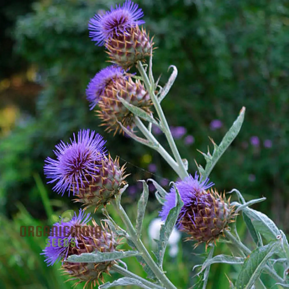 Mature Cardoon Plant from Seeds, Tall and Robust Garden Vegetable