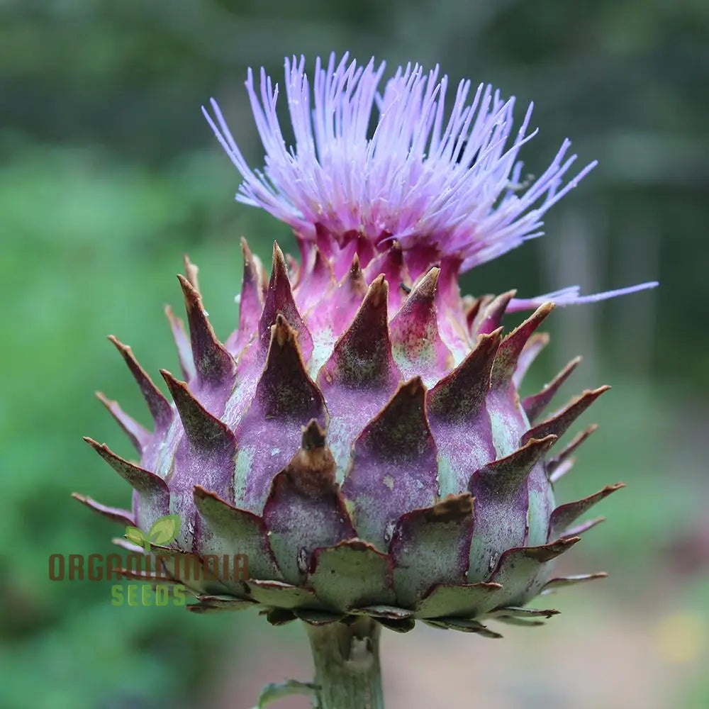Edible Cardoon Stalks from Plant, Unique and Flavorful Vegetable