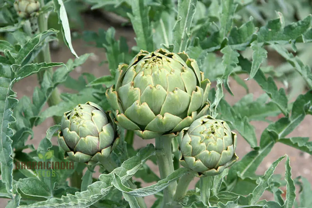 Closeup of Romanesco Artichokes on Mature Plant
