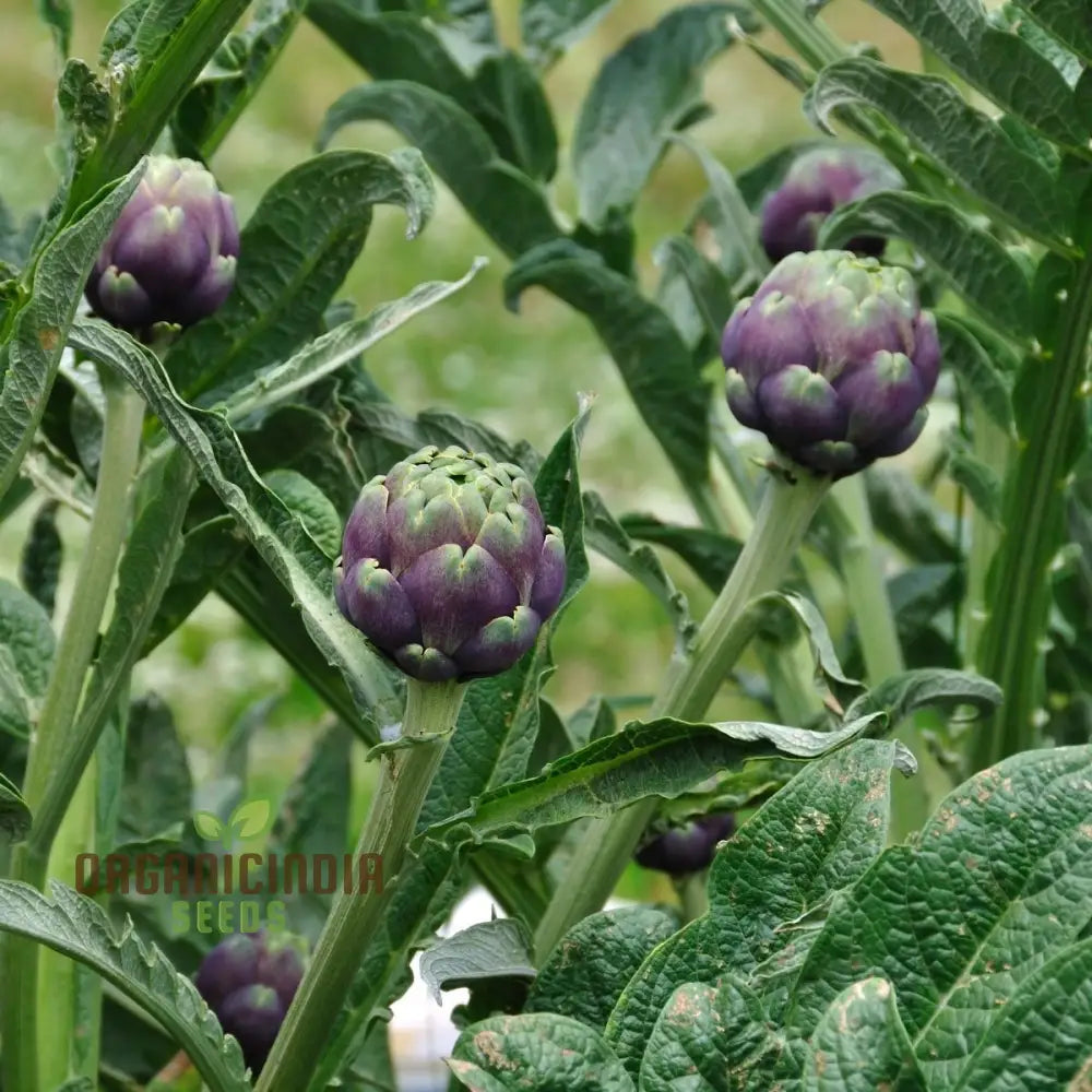 Red Artichokes from Colorado Red Star Seeds, Tender Edible Vegetable