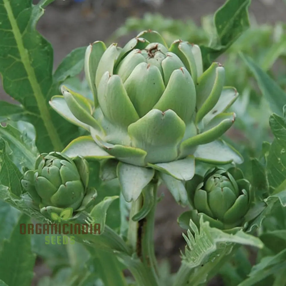 Italian Green Globe Artichoke Plants in Garden Bed from Seeds, High-Yield Vegetable
