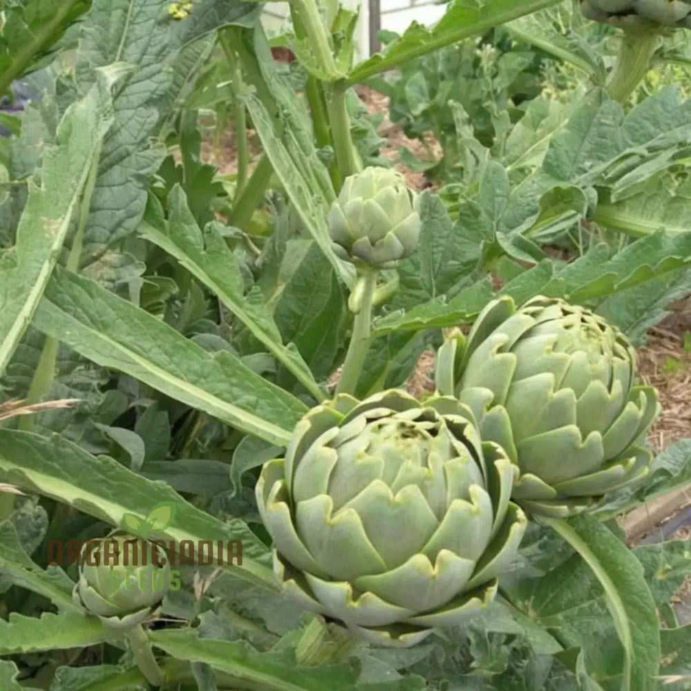 Artichoke Italian â€™Green Globeâ€™ Seeds - Gourmet Quality And Rich Flavor For Your Garden Vegetable