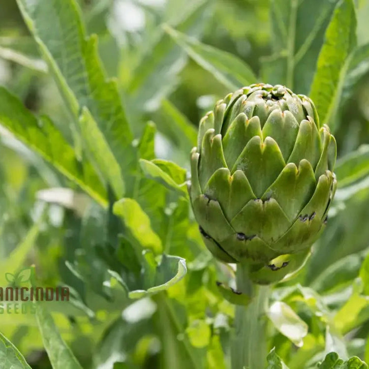 Mature Romanesco Artichoke Plant Producing Large Edible Buds