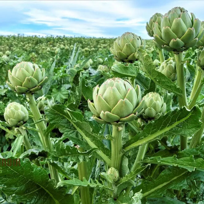 Artichoke â€™Romanescoâ€™ Seeds - Premium Gardening For Your Garden | High-Quality Successful