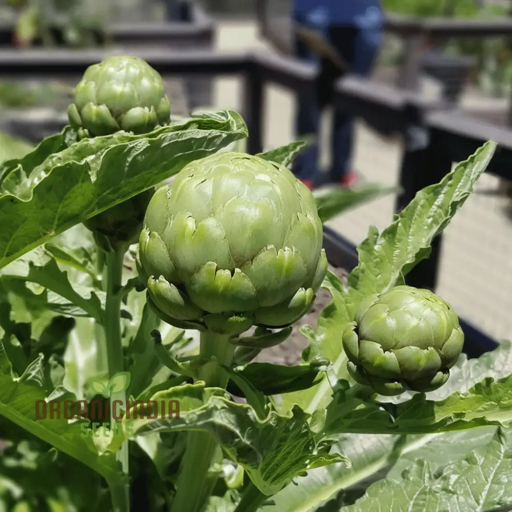 Close-Up of Italian Green Globe Artichoke Seeds, Premium Non-GMO Vegetable Seeds