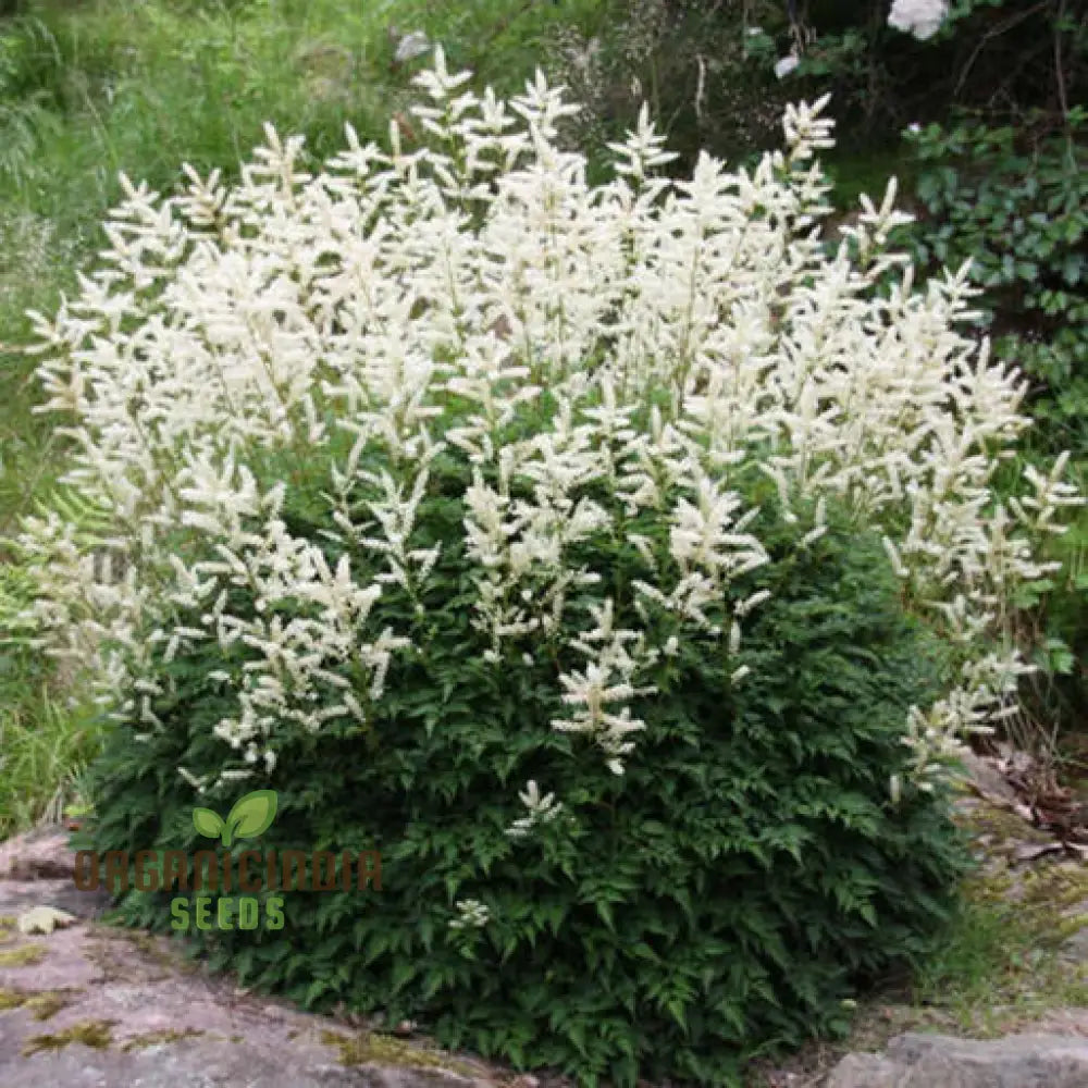 Aruncus Aethusifolius Seeds For Planting - Petite Dwarf Goatâ€™s Beard For Lush Borders And