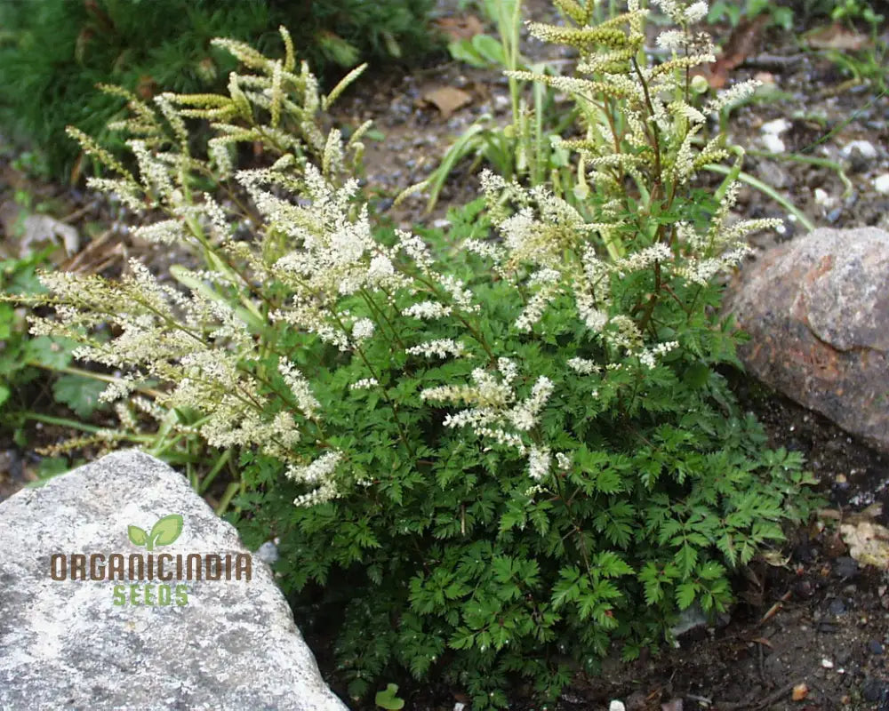 Aruncus Aethusifolius Seeds For Planting - Petite Dwarf Goatâ€™s Beard For Lush Borders And