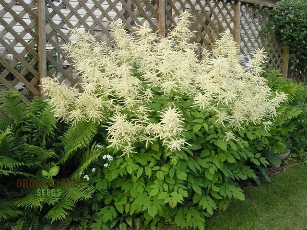 Goatsbeard Roots Aruncus Dioicus Seeds For Planting: Majestic Goat’s Beard For Lush ...